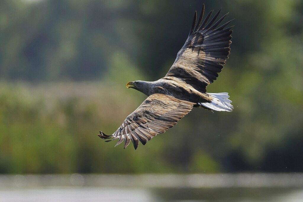 bird, eagle, feathers-8045167.jpg